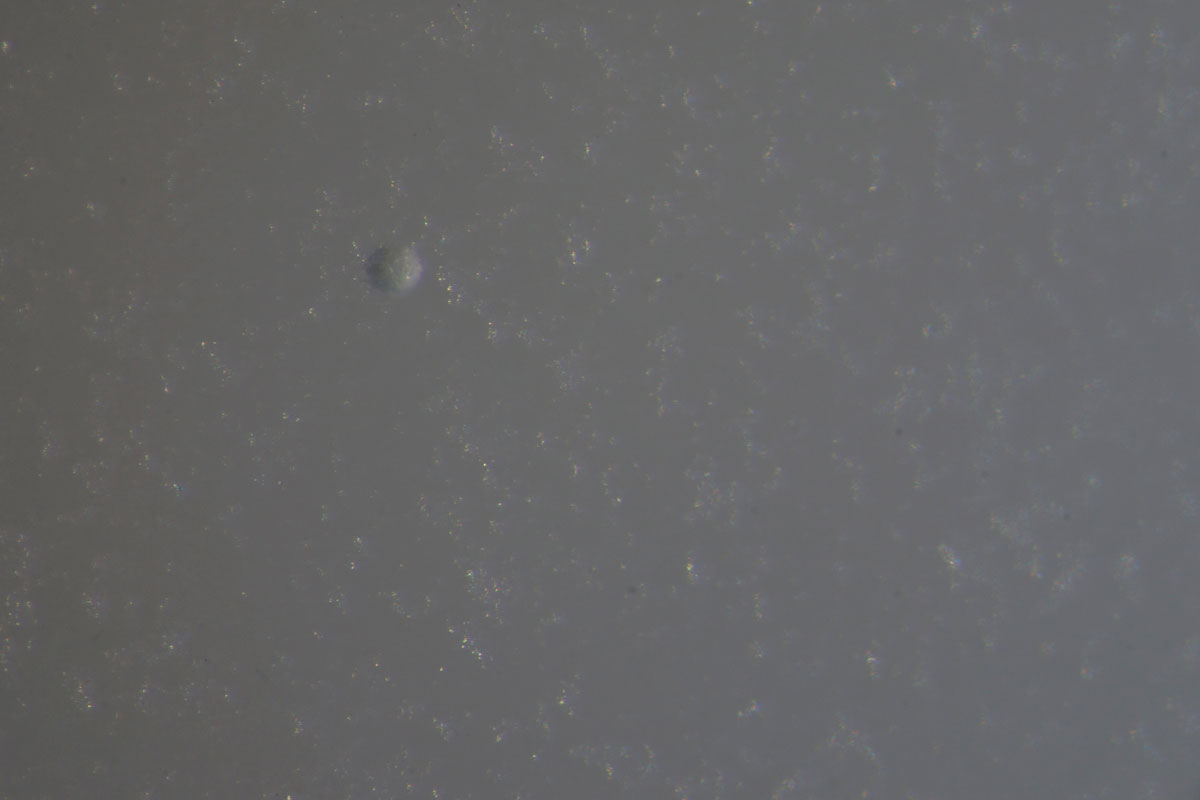 Bubble-like inclusion just below the surface of an imitation nephrite purchased in Guangzhou's Hualin Street jade market.