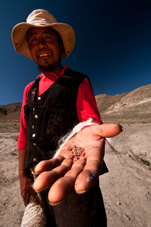 Figure 7.&nbsp;A sheepherder displays a few pieces of andesine he picked up at Lower Yu Lin Gu valley, near Zha Lin village, Tibet. Photo: Richard W. Hughes