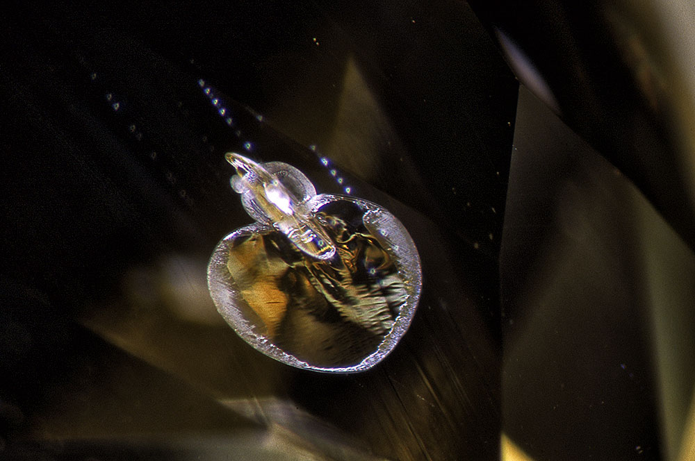 Lotus Gemology: Although relatively small and inconspicuous at roughly 0.01&nbsp;mm. diameter, this heat-treatment damaged crystal with its diagnostic discoid decrepitation halo (also produced by heat treatment) is all the proof needed to destroy the natural reputation of its host yellow sapphire. Photomicrograph © John I. Koivula/microWorld of Gems.