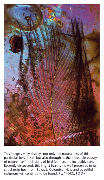 A feather for our thoughts. Fossil resin, page 812.