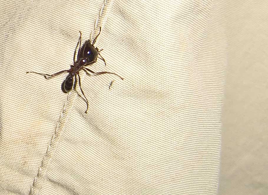 Safari ant