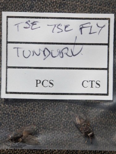 Tse Tse flies