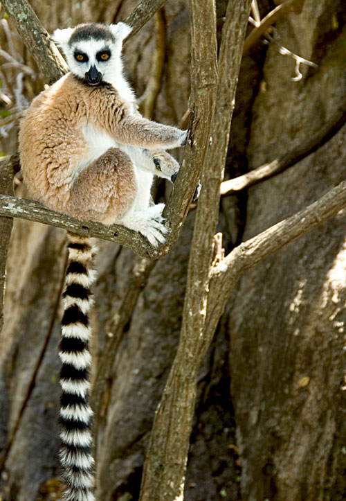 Lemur in Madagascar