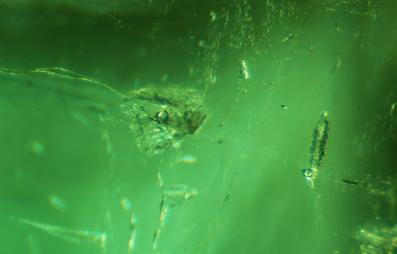 Two-phase negative crystals in a Malysheva emerald.&nbsp;Specimen courtesy of Tsar Emeralds Corp.;&nbsp;photomicrograph © John I. Koivula/microWorld of Gems