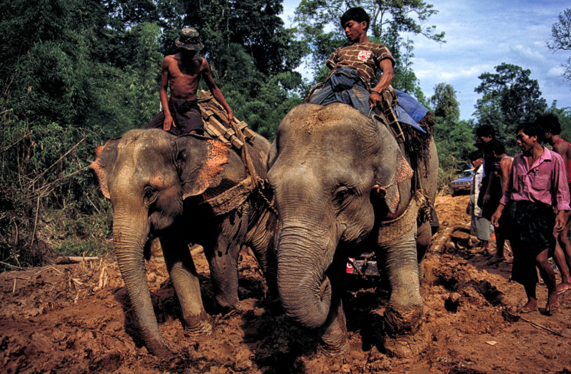 Andy Kaufman's paradise Elephants shriek and strain to pull a stranded truck from the mire of the Hopin-Hpakan road.