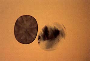 surface diffusion, blue sapphire, surface diffusion treated, diffusion treatment, Kanchanaburi sapphire, heat treatment