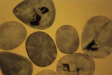 surface diffusion, blue sapphire, surface diffusion treated, diffusion treatment, Kanchanaburi sapphire, heat treatment